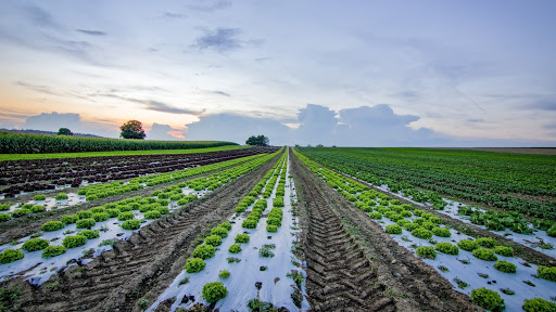 agriculture crops in a field